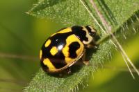 Propylea quatuordecimpunctata