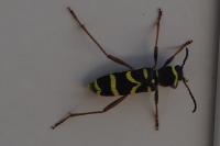 Clytus arietis