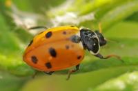 Hippodamia variegata