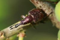 Rhynchites auratus