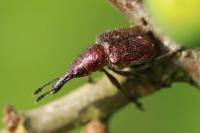 Rhynchites auratus