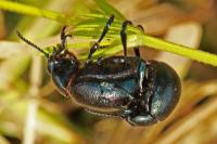 Timarcha goettingensis