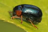 Smaragdina affinis