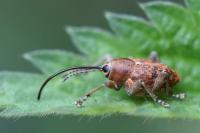 Curculio glandium