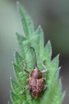 Curculio glandium
