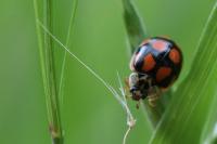Adalia decempunctata