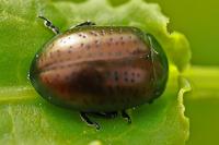 Chrysolina hyperici
