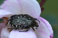 Oxythyrea funesta