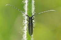 Agapanthia