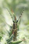 Agapanthia villosoviridescens