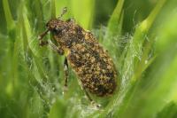 Rhinocyllus conicus