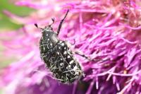Oxythyrea funesta