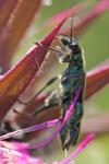 Oedemera nobilis