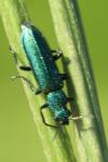 Psilothrix viridicoerulea
