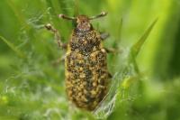 Rhinocyllus conicus