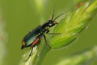 Malachius bipustulatus