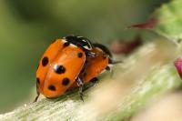 Hippodamia variegata