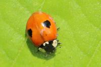 Adalia bipunctata