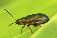 Crepidodera aurea