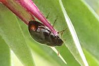 Olibrus
