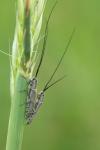 Calamobius filum