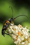 Rutpela maculata