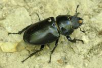 Lucanus cervus