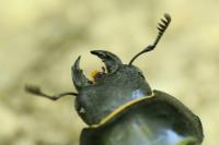 Lucanus cervus