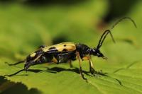 Rutpela maculata