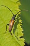 Stenurella melanura