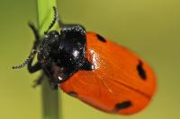 Clytra quadripunctata