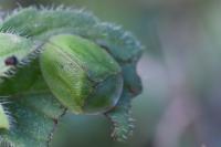 Cassida viridis