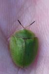 Cassida viridis