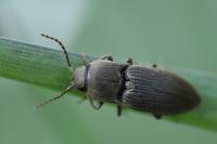 Agriotes obscurus