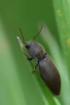 Agriotes obscurus