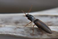 Agriotes acuminatus