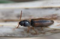 Agriotes acuminatus