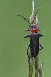 Cantharis fusca