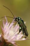 Oedemera nobilis