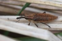 Lixus iridis