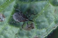 Mogulones raphani