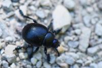 Timarcha goettingensis