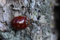 Harmonia quadripunctata