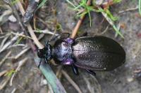 Carabus nemoralis