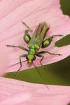 Oedemera nobilis