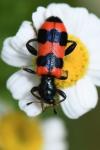 Trichodes apiarius