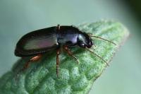 Harpalus