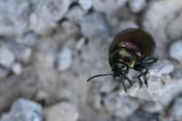 Chrysolina varians