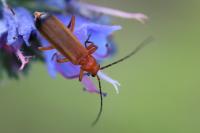 Rhagonycha fulva