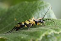 Rutpela maculata